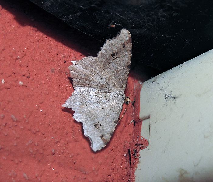 Macaria alternata Geometridae